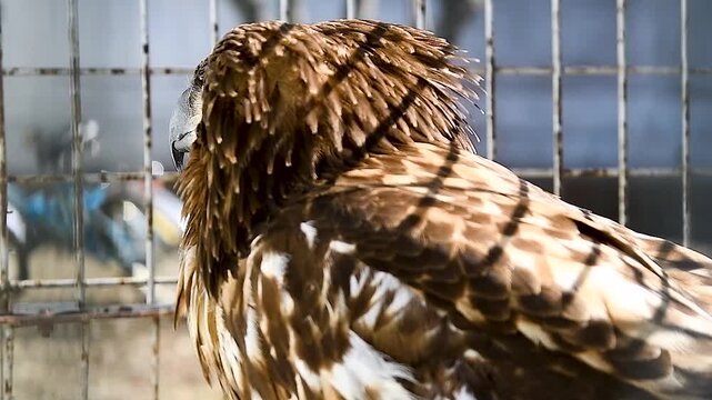 White-tailed eagle (Haliaeetus albicilla) in an aviary.