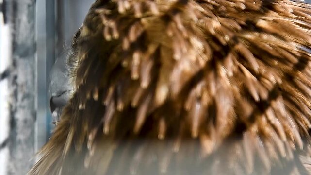 White-tailed eagle (Haliaeetus albicilla) in an aviary.
