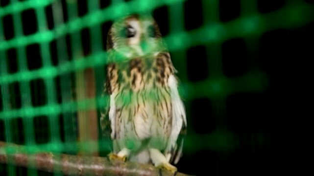 Portrait of a Short-eared owl sitting in an aviary.