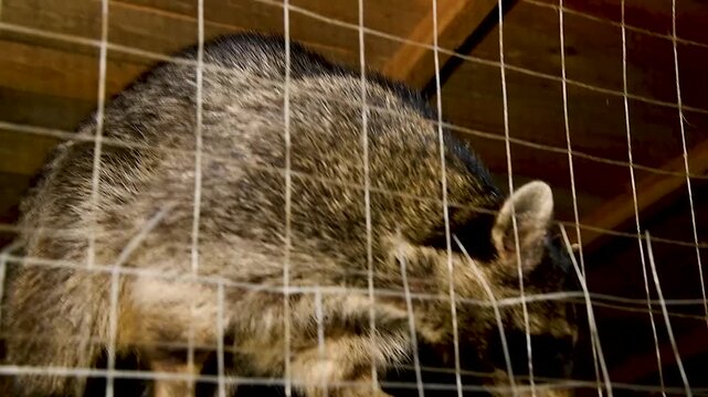 Raccoon in a cage at the zoo, a beautiful raccoon face that holds onto iron bars with its paws