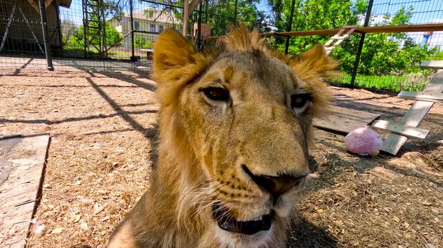 Portrait of a young lion in an aviary in a cat shelter