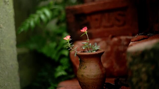 Beautiful Pair of Pink Portulaca Flowers Blooming in Clay Vase