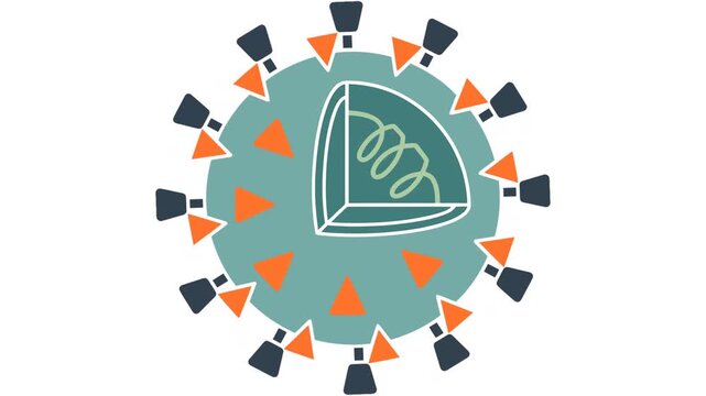 Vector illustration of a cross-section hantavirus cell showing inner RNA structure on a white background, close up static shot.