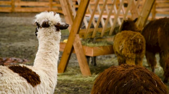 Alpacas in a fenced enclosure on a farm, on a cloudy autumn day.