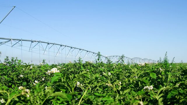Automatic irrigation system (sprinkler system) that waters plants in a potato field.