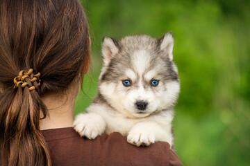 A gorgeous siberian husky puppy sits on a woman's shoulder and looks at the camera. The cute pet with blue eyes enjoys spending time with its owner © Alina Ziabrieva