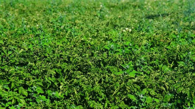 Automatic irrigation system (sprinkler system) that waters plants in a potato field.