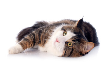 maine coon cat © cynoclub
