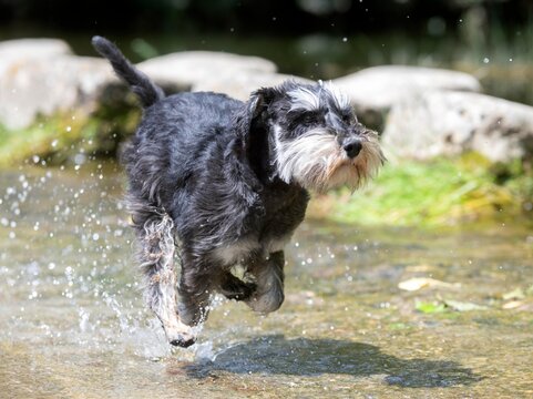 miniature schnauzer in nature
