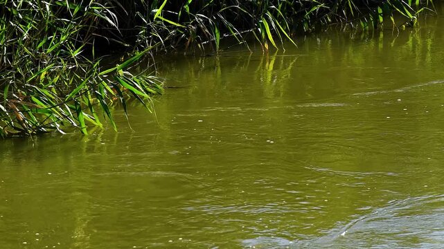 Reeds grow along the water's edge, their leaves partially submerged in a pond, small lake, or slow-flowing river.