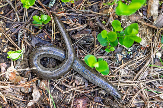 Slow worm lying on the forest floor