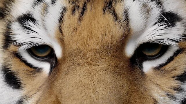 Close-up extreme detail of a tiger's intense blue eyes and striped fur
