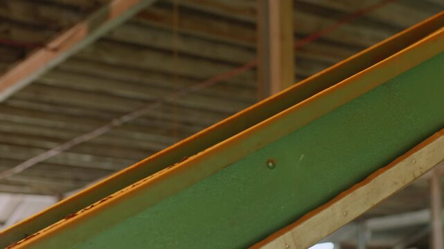 Insect Processing Conveyor Belt of raw tea leaves in Industrial Facility