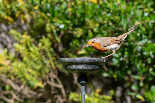 European robin taking rehydrated meal worms from a small garden water bowl