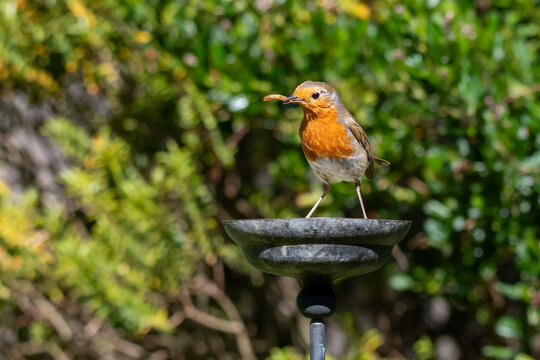European robin taking rehydrated meal worms from a small garden water bowl