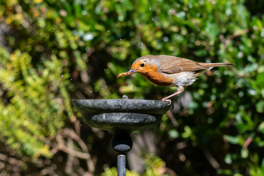 European robin taking rehydrated meal worms from a small garden water bowl
