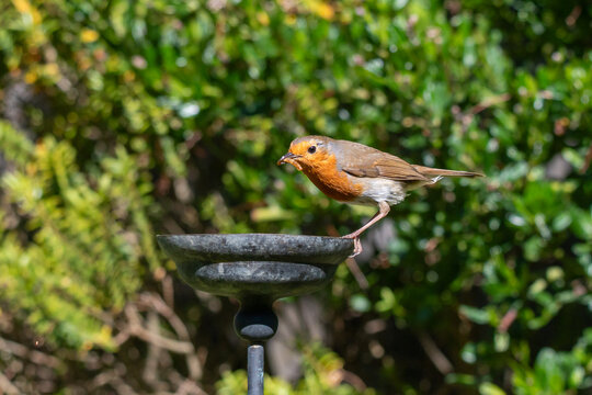 European robin taking rehydrated meal worms from a small garden water bowl