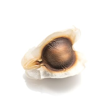 A single dried moringa seed isolated on a white background.