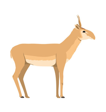 Adult saiga antelope male in sideview flat style design