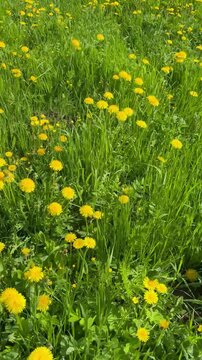 Yellow dandelion field in spring as seasonal allergy trigger.