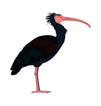 Adult northern bald ibis in side view flat style icon
