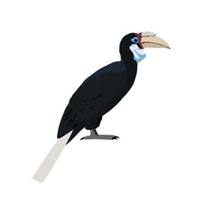 Adult Female papuan hornbill in side view flat icon © Martin