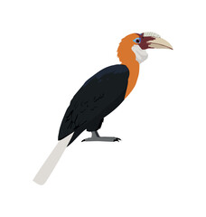 Adult Male papuan hornbill in side view flat icon © Martin