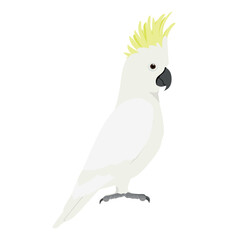 Adult Sulphur-crested cockatoo in side view flat style icon © Martin