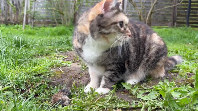 Fluffy calico cat hunting and catching a mouse in a green backyard garden.