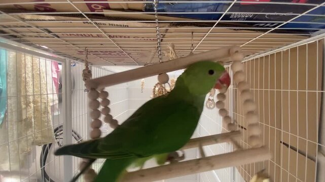 green Alexandrine Parakeet (Psittacula eupatria) perched on a wooden climbing frame in its birdcage