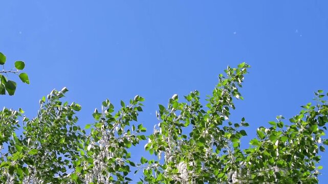 Low angle view of poplar tree top with white fluff flying in the blue sky. Seasonal allergy concept, summer plant blooming and health care.