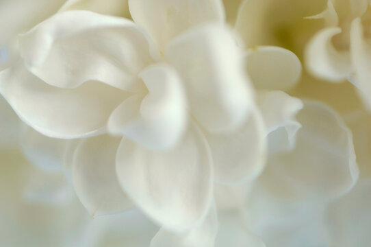 White syringa, close-up