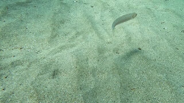 A weever fish emerges from his hiding place