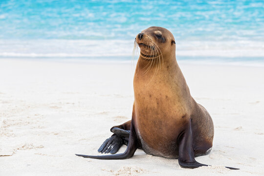 Ecuador, Galapagos Islands, Espanola, Gardner Bay, sea lion on sandy beach at seafront