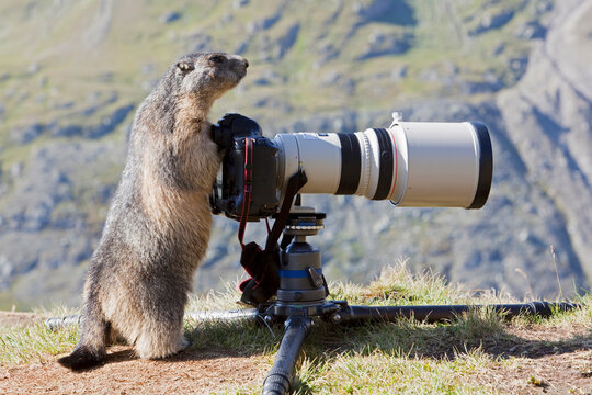 Austria, Grossglockner, Alpine Marmot (Marmota marmota) standing by camera