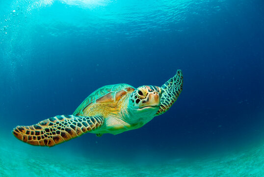 Philippines, green sea turtle (Chelonia mydas) swimming