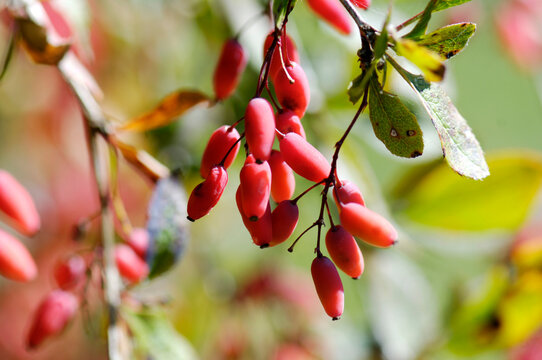 Barberries, Berberis vulgaris, close-up