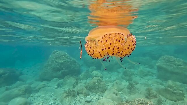 A fried egg jellyfish near the coast, close to the surface in the mediterrannean sea