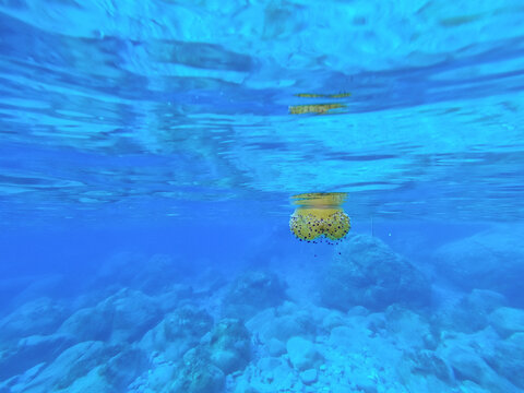 A fried egg jellyfish near the coast, close to the surface in the mediterrannean sea