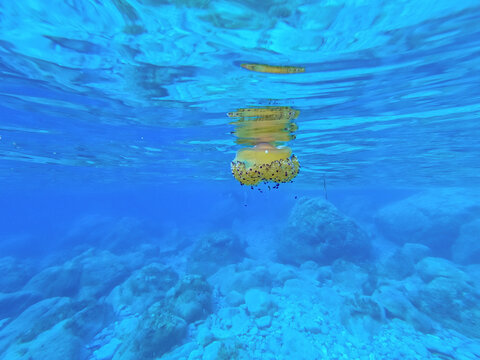 A fried egg jellyfish near the coast, close to the surface in the mediterrannean sea