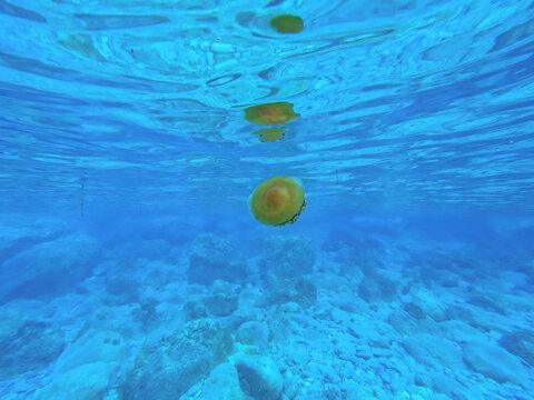 A fried egg jellyfish near the coast, close to the surface in the mediterrannean sea