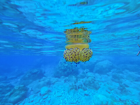 A fried egg jellyfish near the coast, close to the surface in the mediterrannean sea