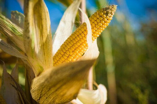 Germany, Saxony, Fresh corn cob on tree