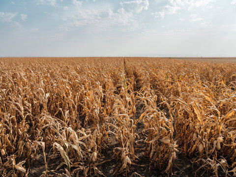 Serbia, Vojvodina, maizefield