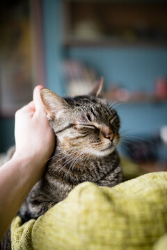 Man's hand stroking tabby cat lying on backrest of the couch
