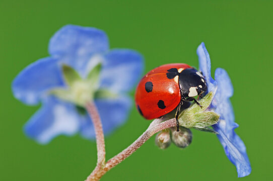 Seven-spot ladybird, Coccinella septempunctata, on blue blossom in front of green background