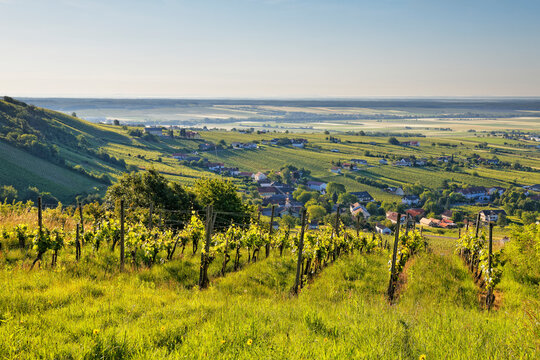 Austria, Burgenland, Oberwart District, Eisenberg an der Pinka, Vineyard