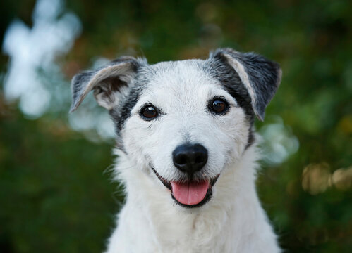 Germany, Baden-Wuerttemberg, Jack Russel Terrier, adult