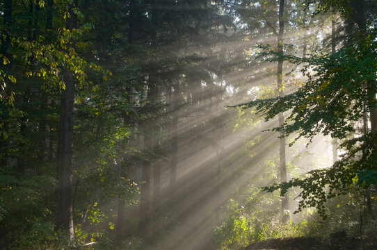 Germany, Baden-W�rttemberg, Light Rays in Forest