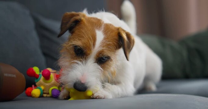 Close-up of a small dog lying on a couch and playing with colorful rubber toys, showcasing playful behavior and pet interaction in a cozy indoor setting